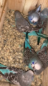 Месячные птенцы полу чехи.