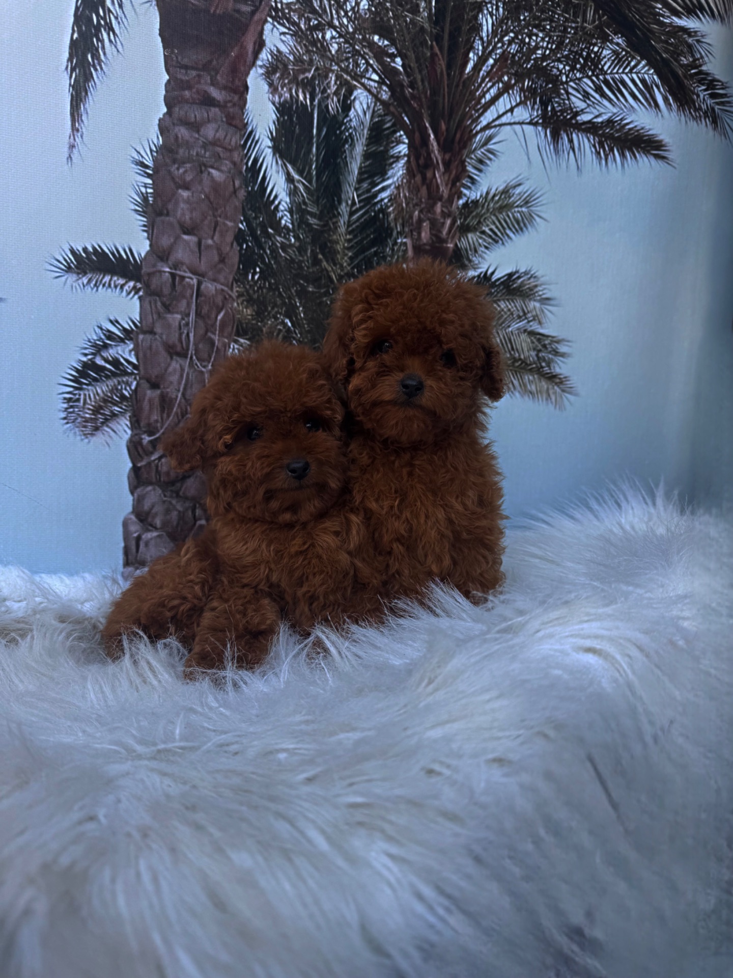 Той пудель девочки Китай