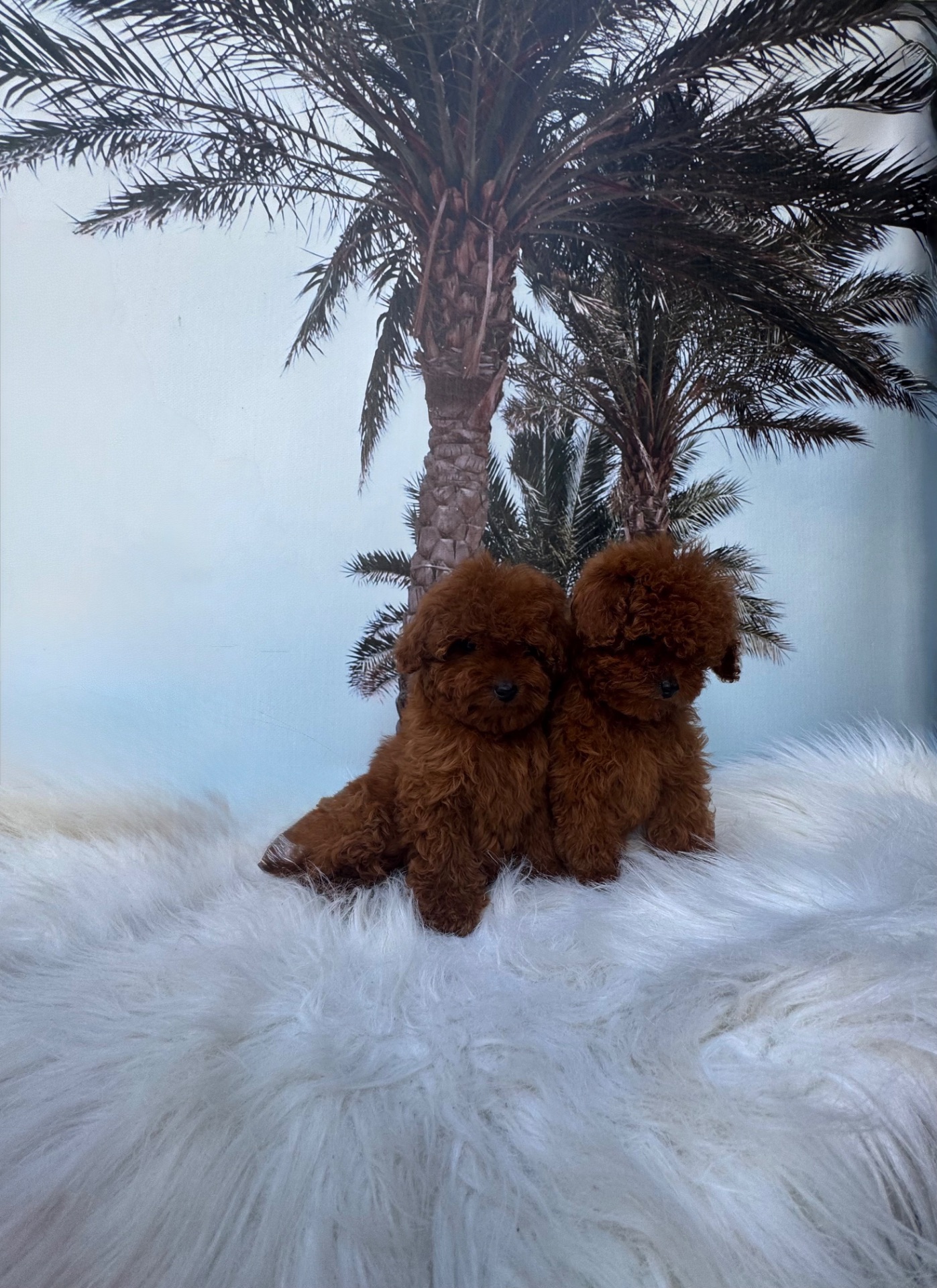 Той пудель девочки Китай