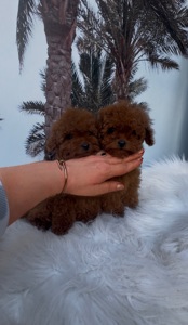 Той пудель девочки Китай