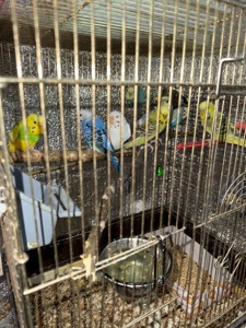 Хвилясті папужки