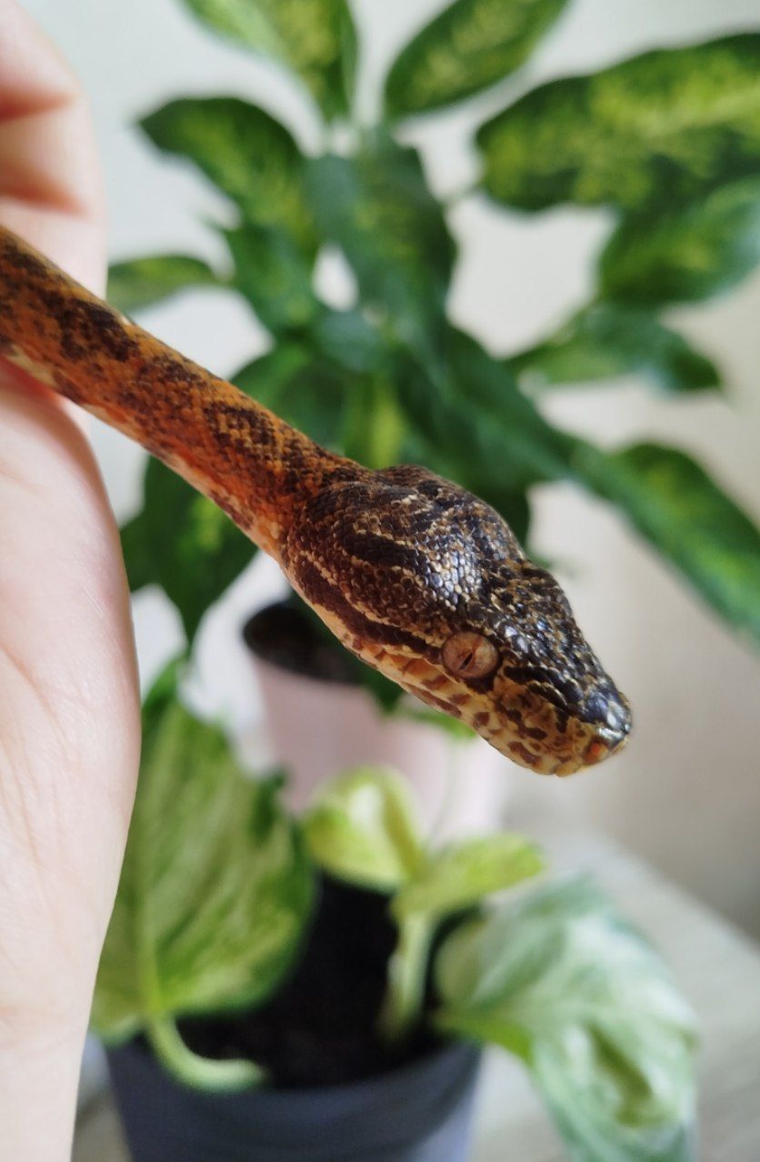 Садовый удав 🐍