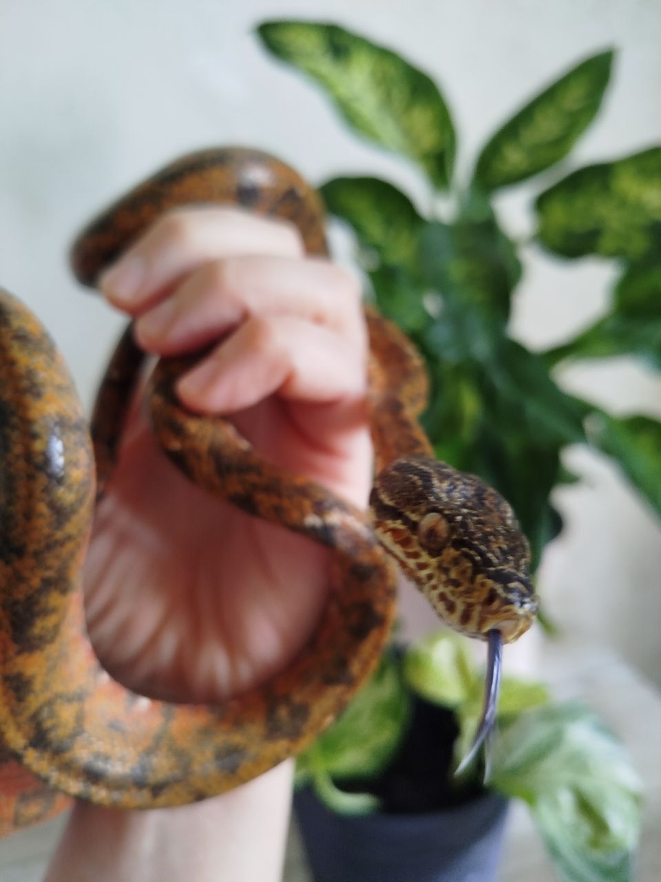 Садовый удав 🐍