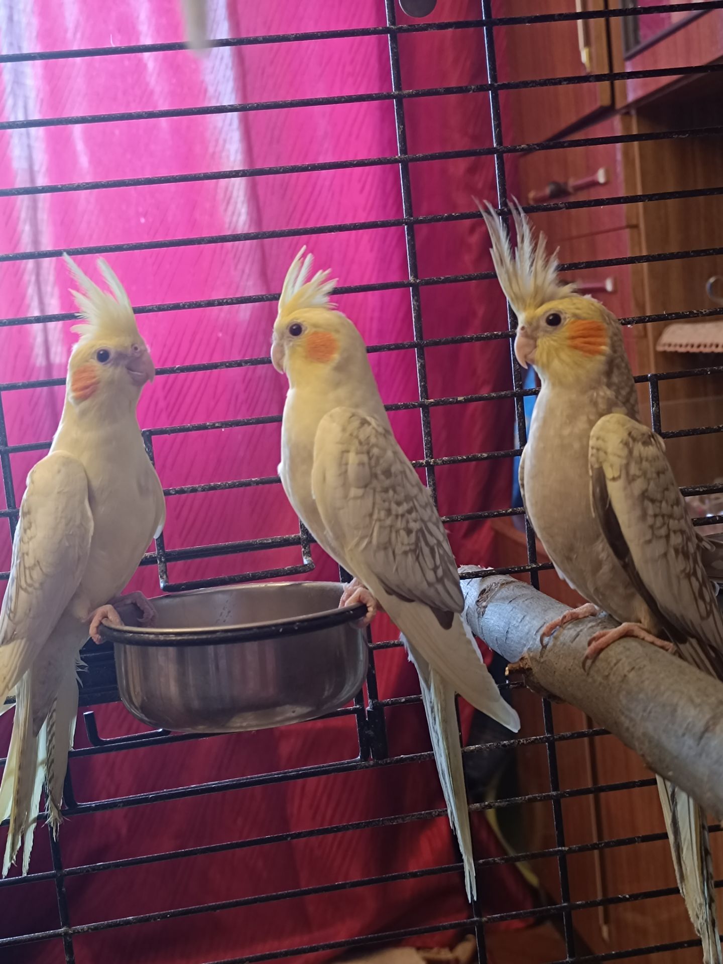 Продаються милі пташенята корелли 🦜