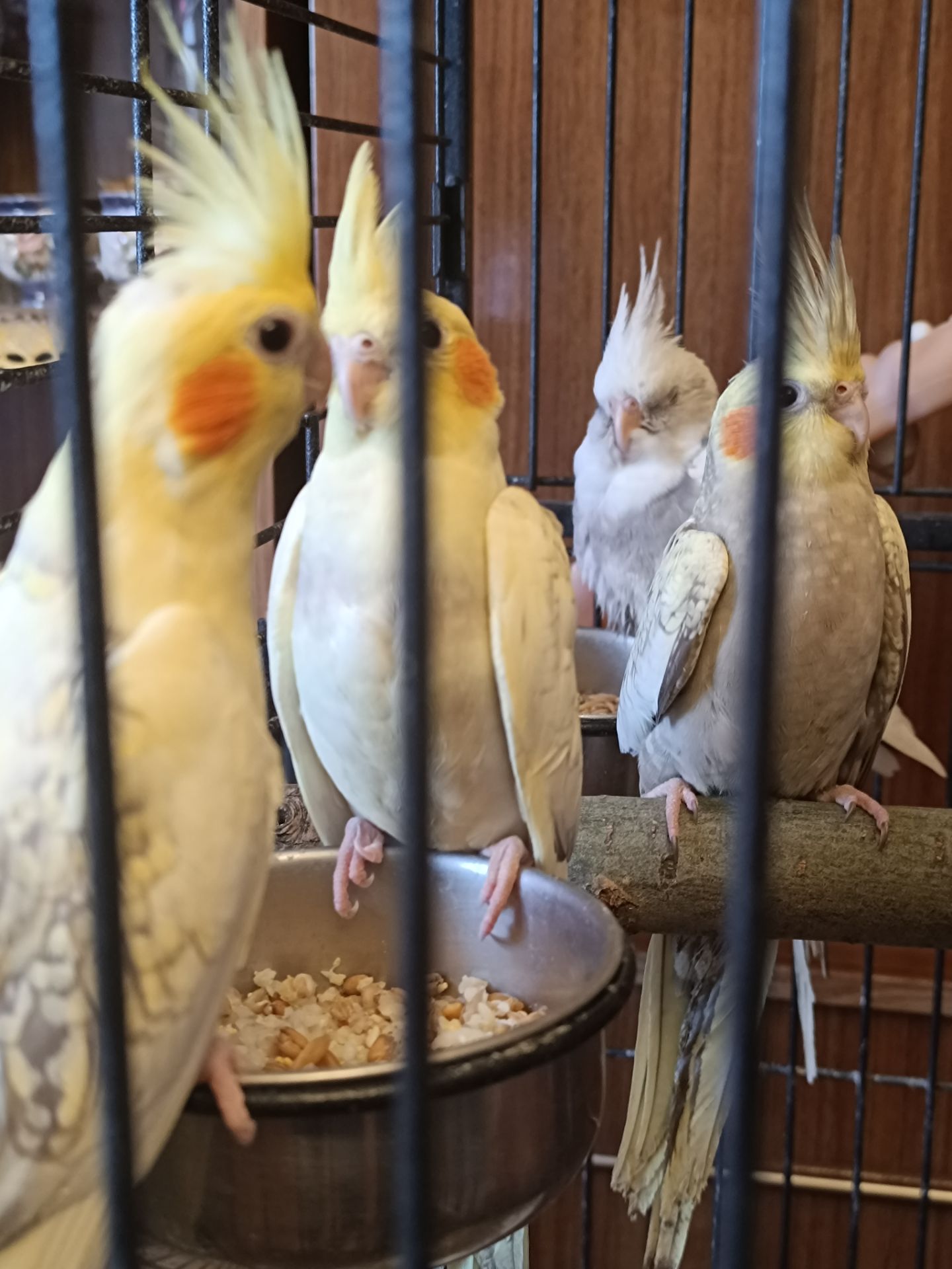 Продаються милі пташенята корелли 🦜