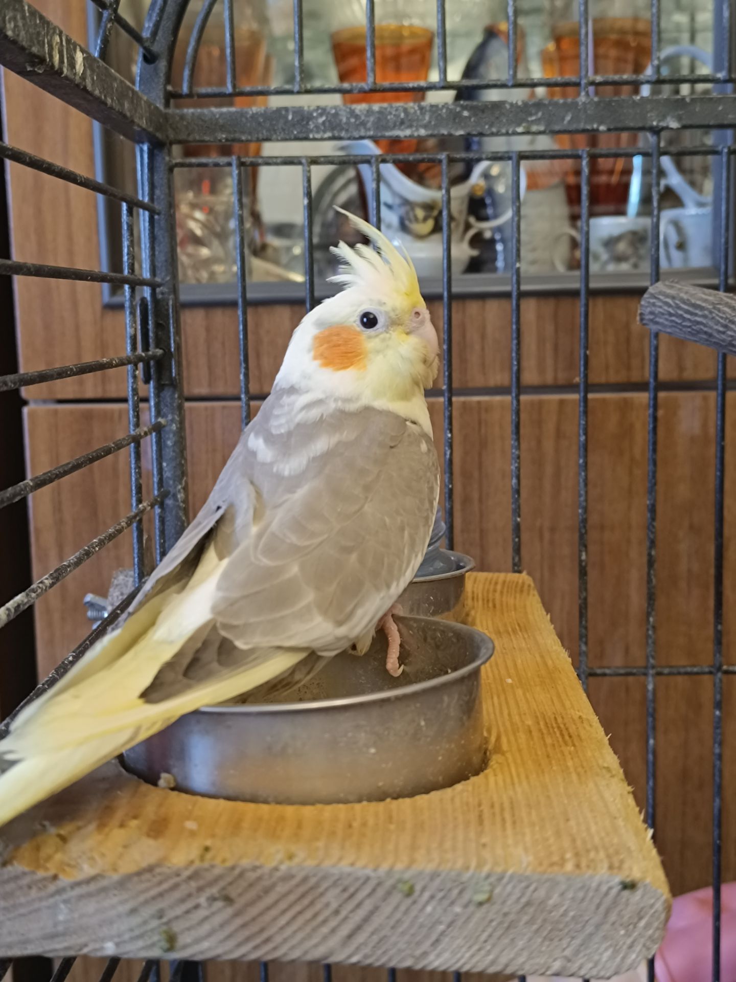 Продаються милі пташенята корелли 🦜