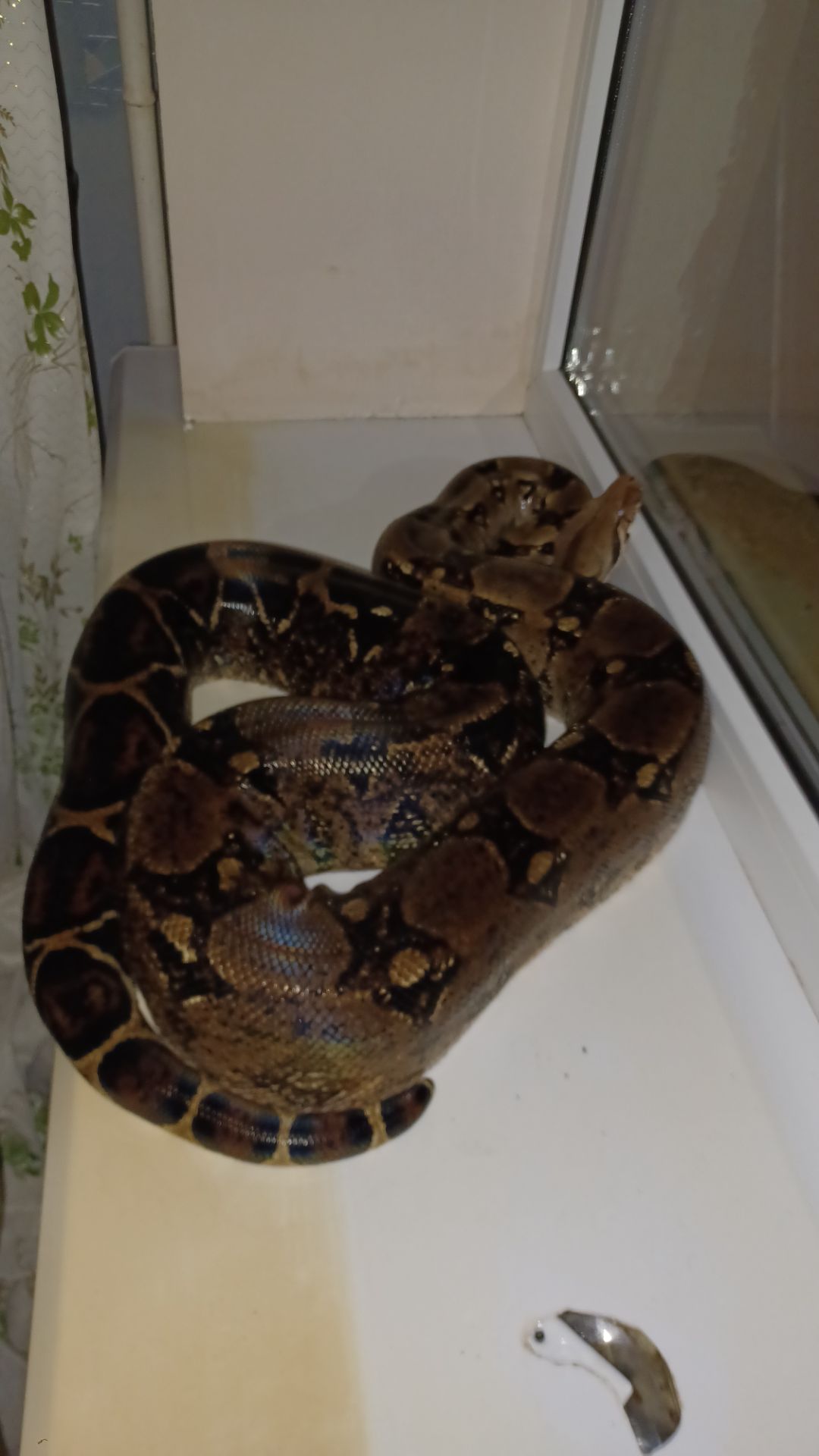 Удав обыкновенный взрослый