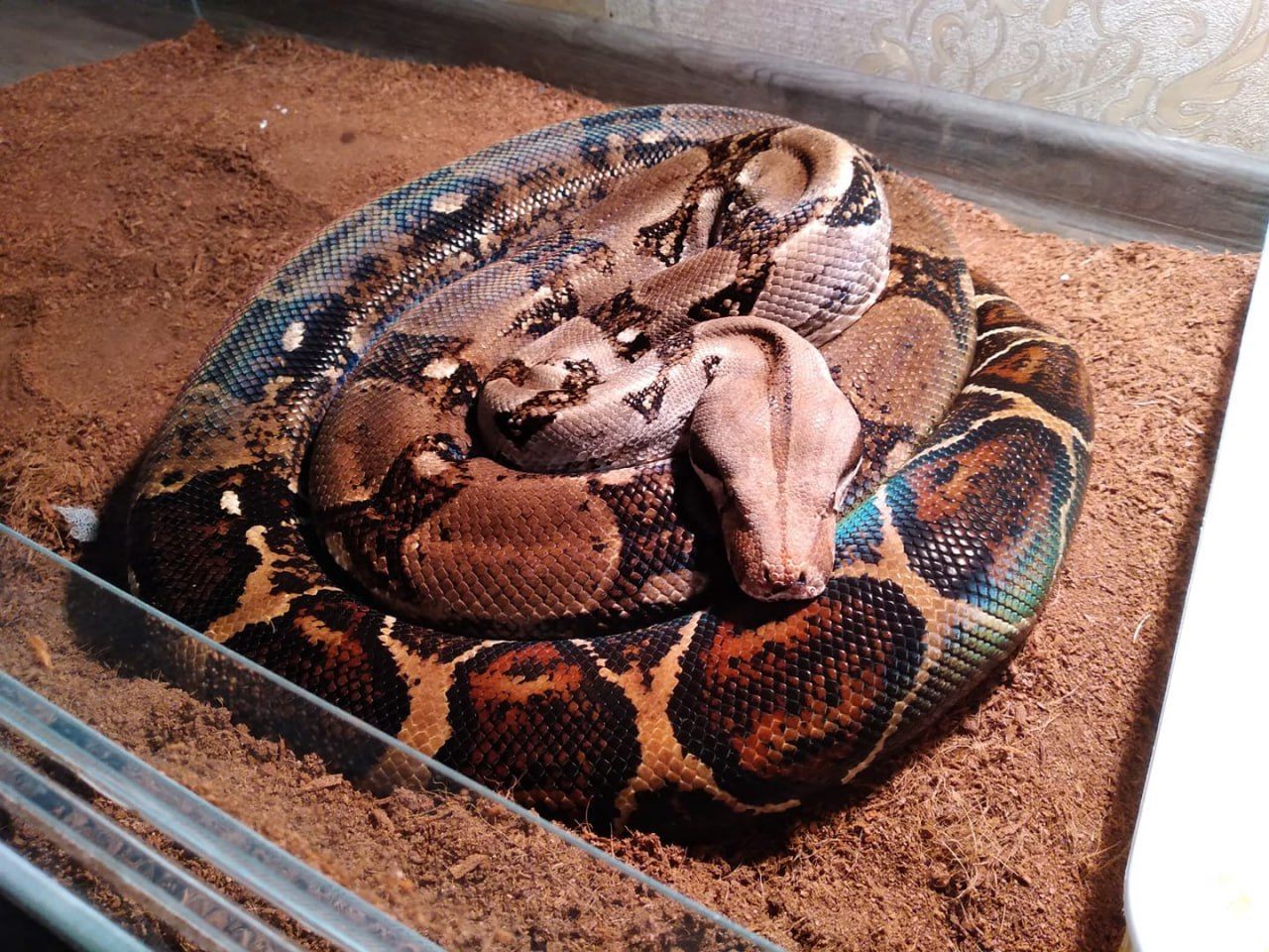 Удав обыкновенный взрослый