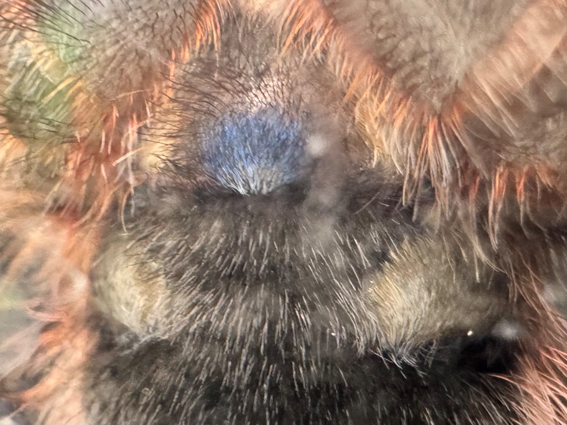 Caribena (Avicularia) versicolor. Павук для новачка.