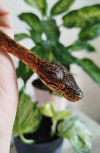 Садовый удав 🐍