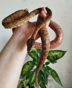 Садовый удав 🐍