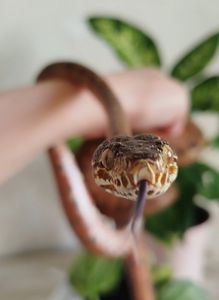 Садовый удав 🐍