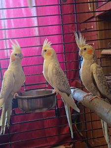 Продаються милі пташенята корелли 🦜