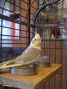 Продаються милі пташенята корелли 🦜