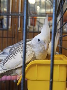 Продаються милі пташенята корелли 🦜