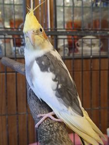 Продаються милі пташенята корелли 🦜