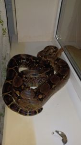 Удав обыкновенный взрослый