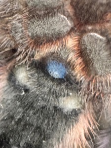 Caribena (Avicularia) versicolor. Павук для новачка.
