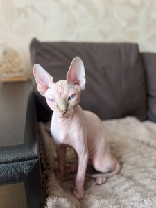 Кошеня канадський сфінкс