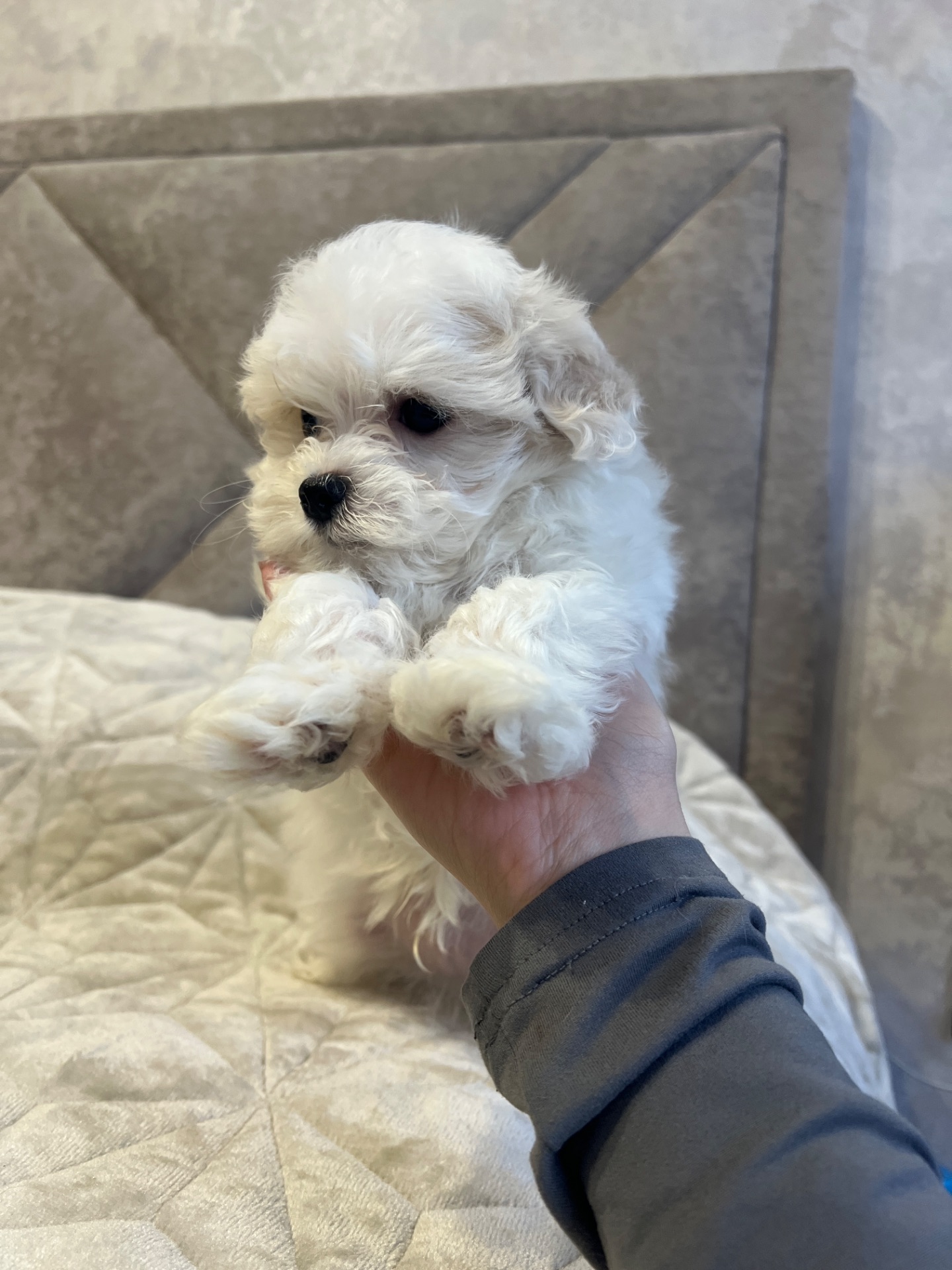 Хлопчик мальтійської болонки