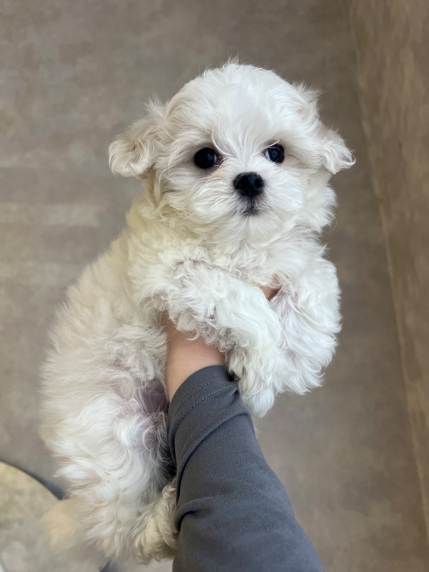 Хлопчик мальтійської болонки