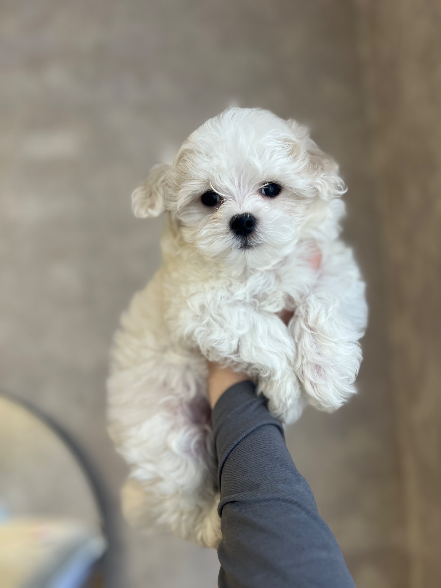 Хлопчик мальтійської болонки