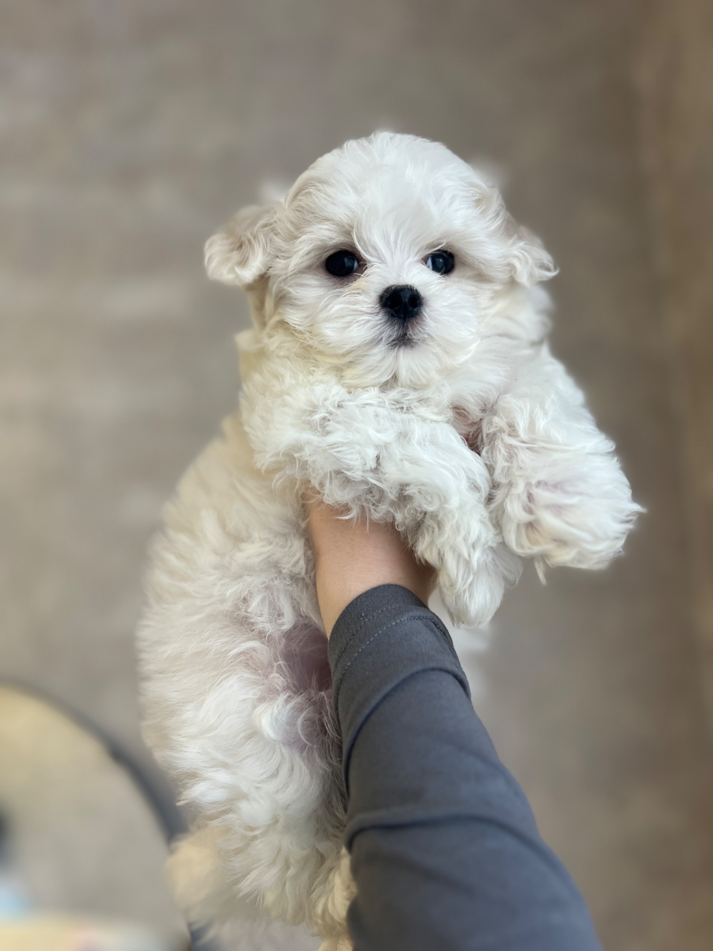 Хлопчик мальтійської болонки