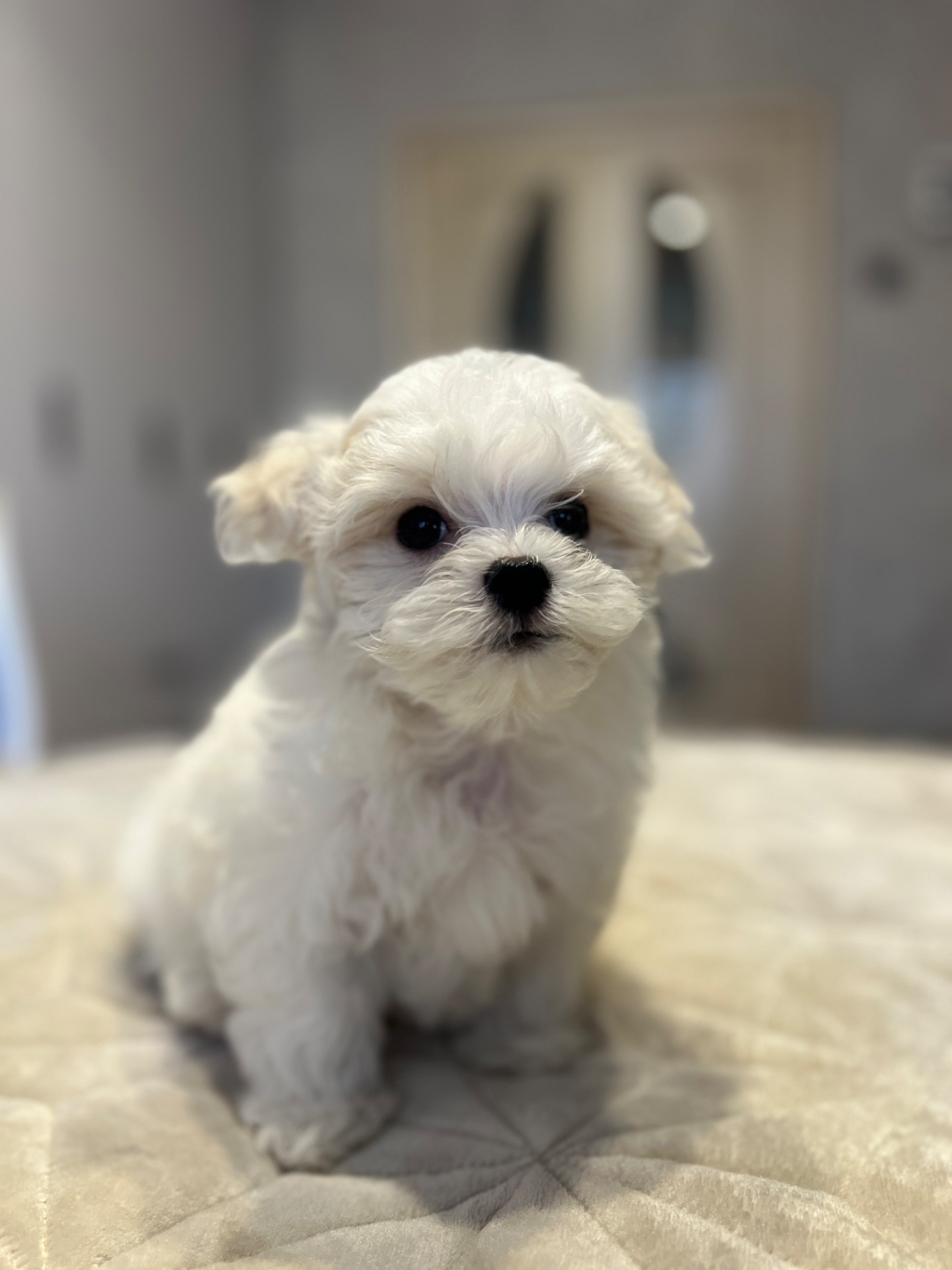 Хлопчик мальтійської болонки