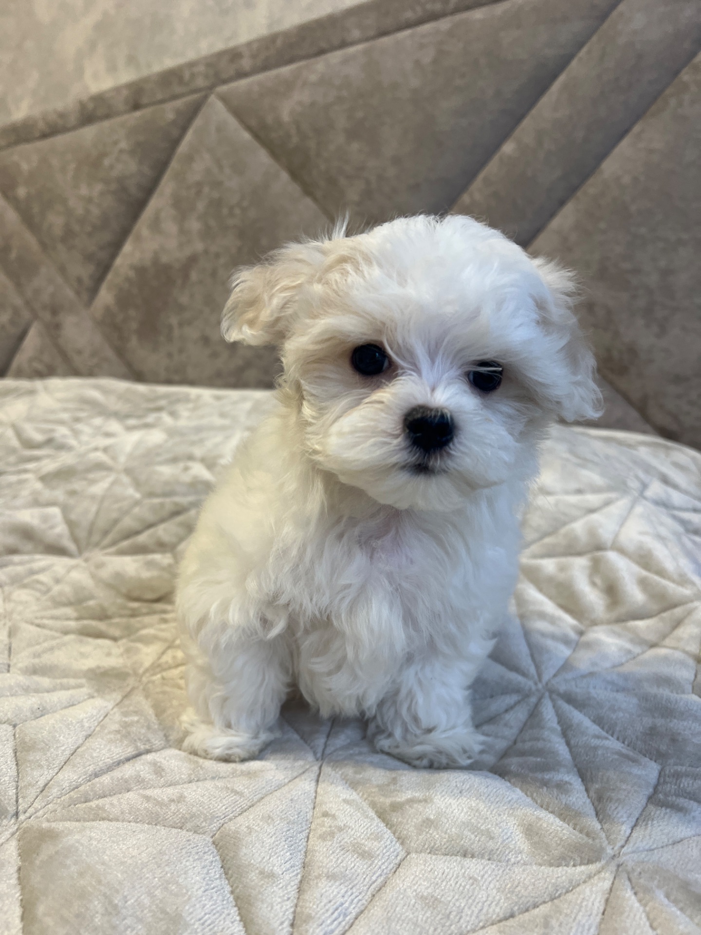 Хлопчик мальтійської болонки