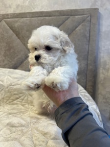 Хлопчик мальтійської болонки