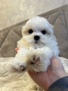 Хлопчик мальтійської болонки