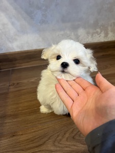 Хлопчик мальтійської болонки