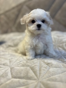 Хлопчик мальтійської болонки