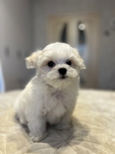 Хлопчик мальтійської болонки