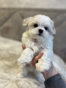 Хлопчик мальтійської болонки