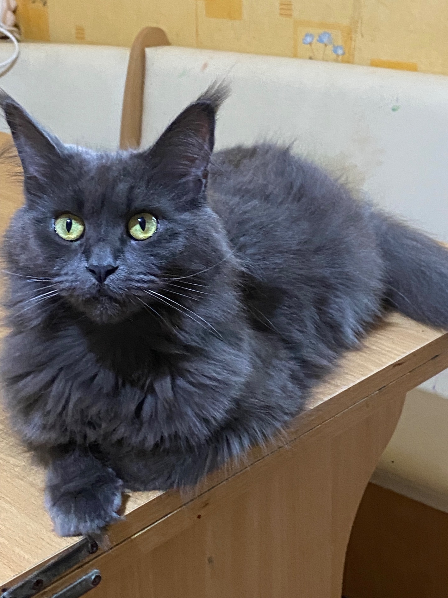 Последние котик и кошечка Мейн кун