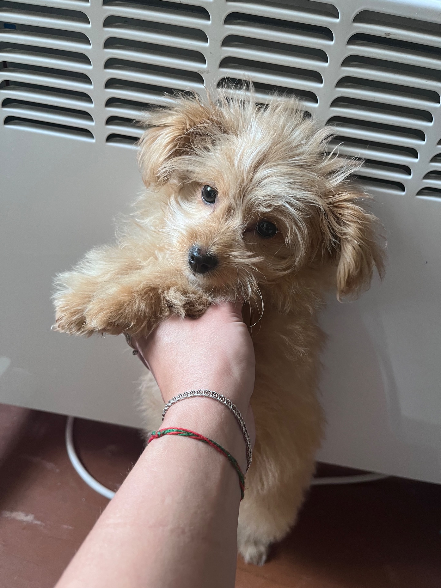 Прекрасный щенок помапу