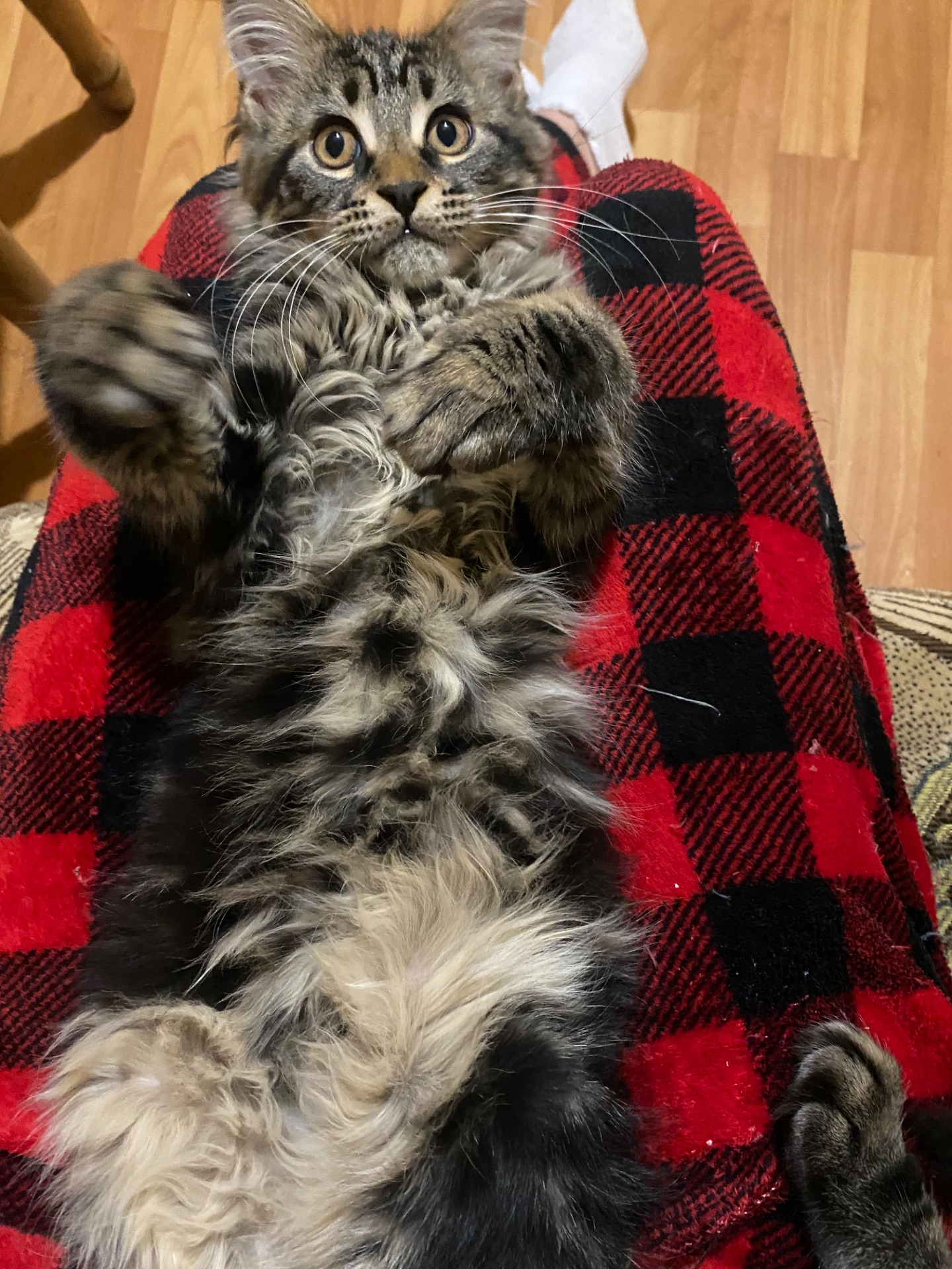 Последние котик и кошечка Мейн кун