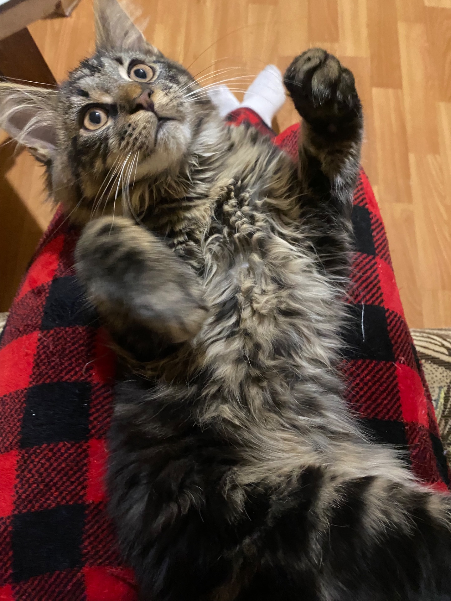 Последние котик и кошечка Мейн кун