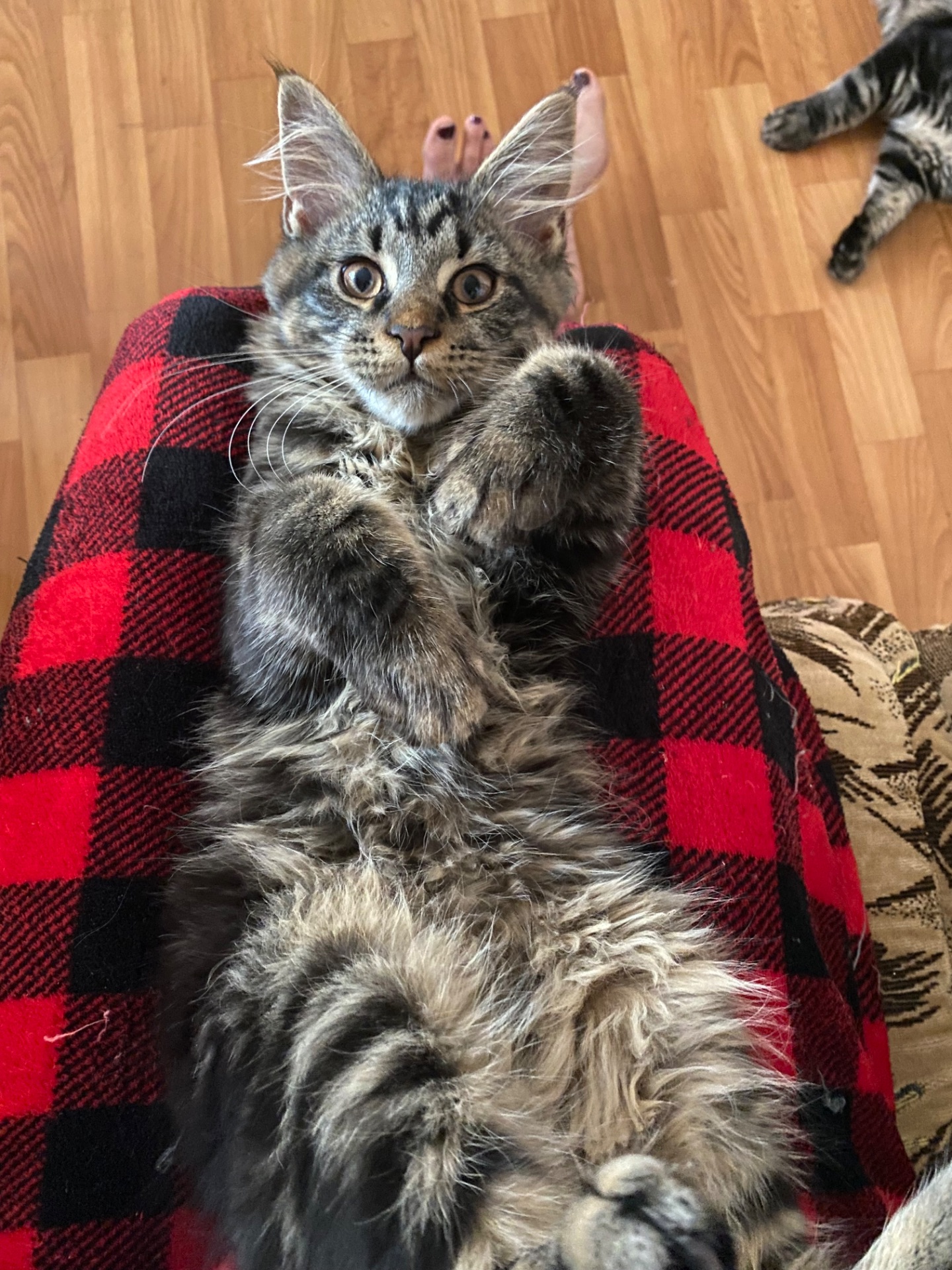 Последние котик и кошечка Мейн кун