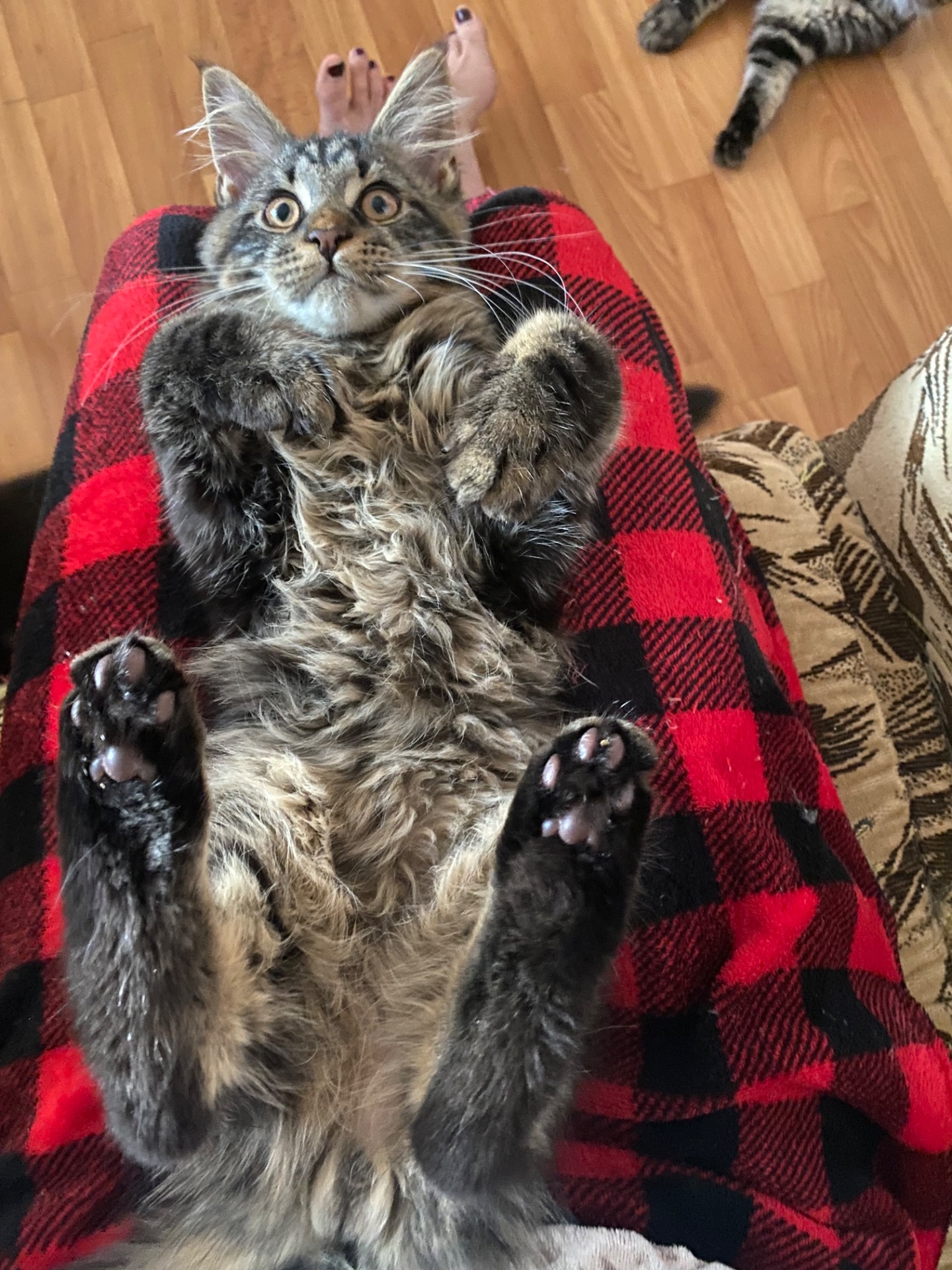 Последние котик и кошечка Мейн кун