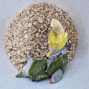 Ожерелові папугаї