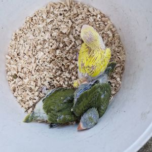 Ожерелові папугаї