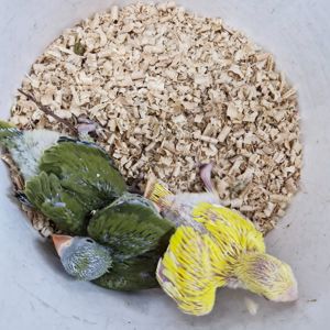 Ожерелові папугаї