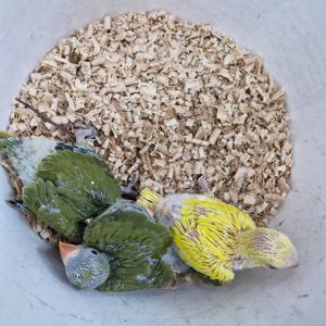 Ожерелові папугаї