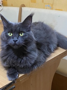 Последние котик и кошечка Мейн кун