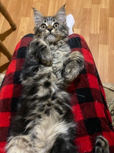 Последние котик и кошечка Мейн кун