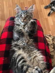 Последние котик и кошечка Мейн кун