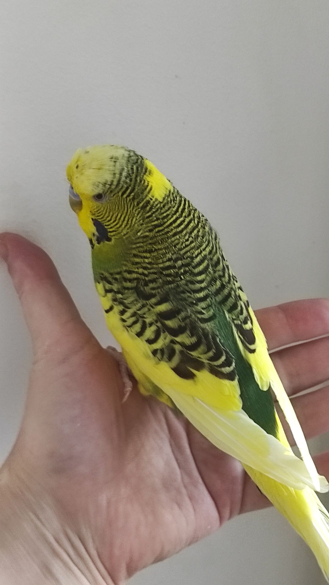 Волнистый попугай