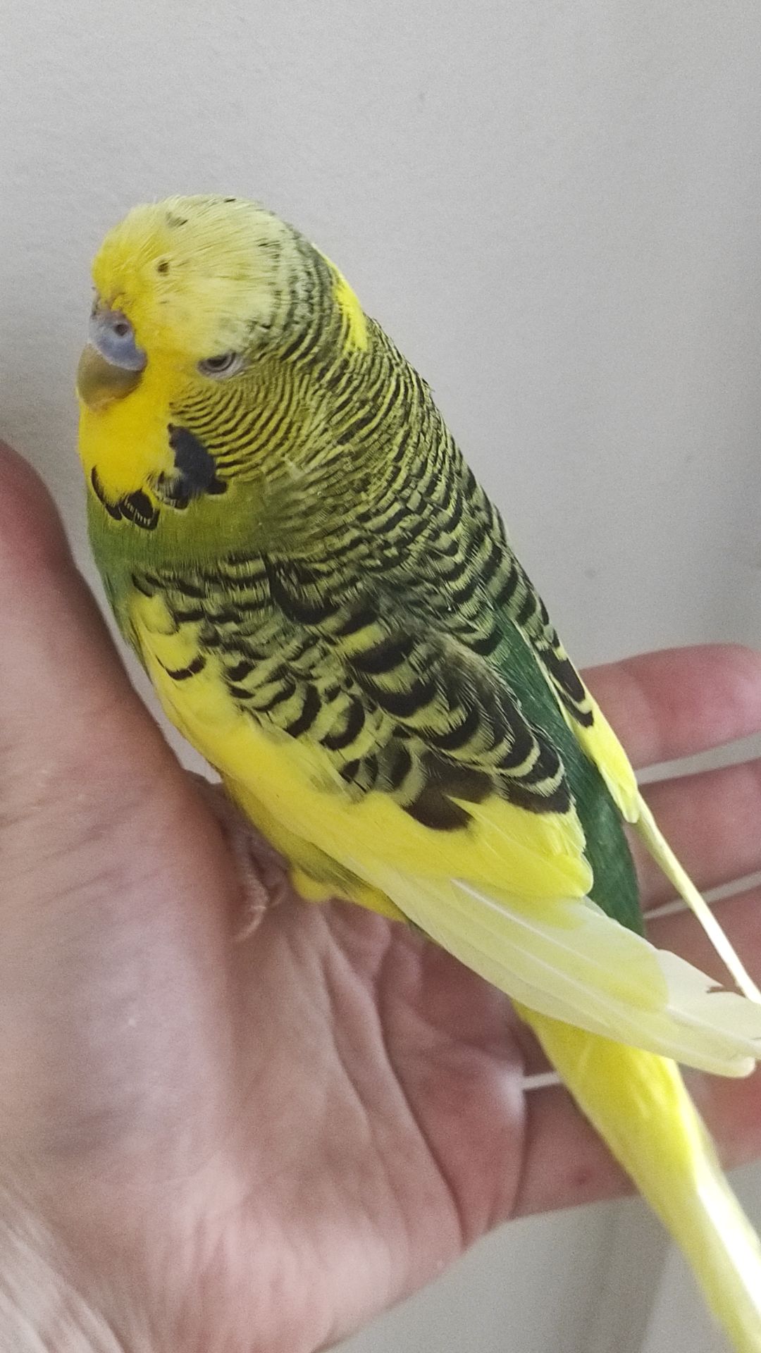 Волнистый попугай